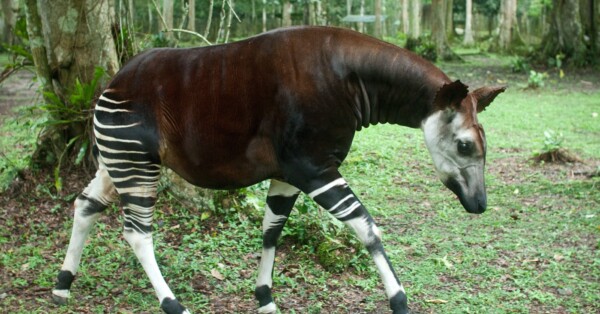 Hope Rwanda, Village of Hope Project,